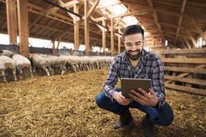 Portrait of successful caucasian farmer cattleman in sheep barn.