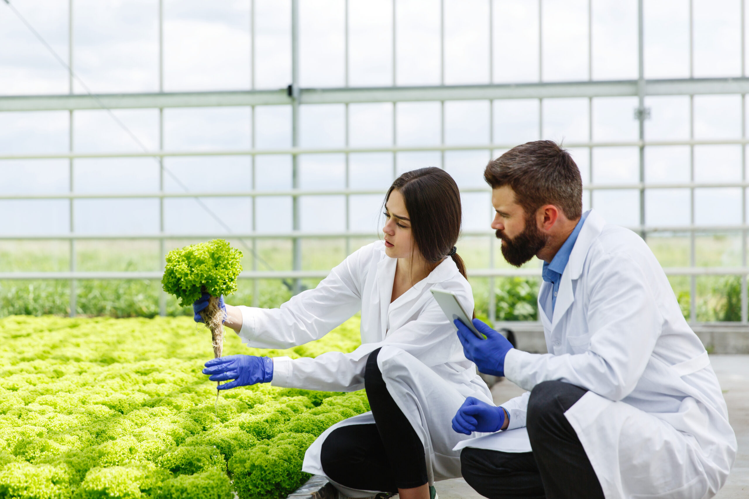 Woman and man in laboratory robes examine carefully plants in the greenhouse